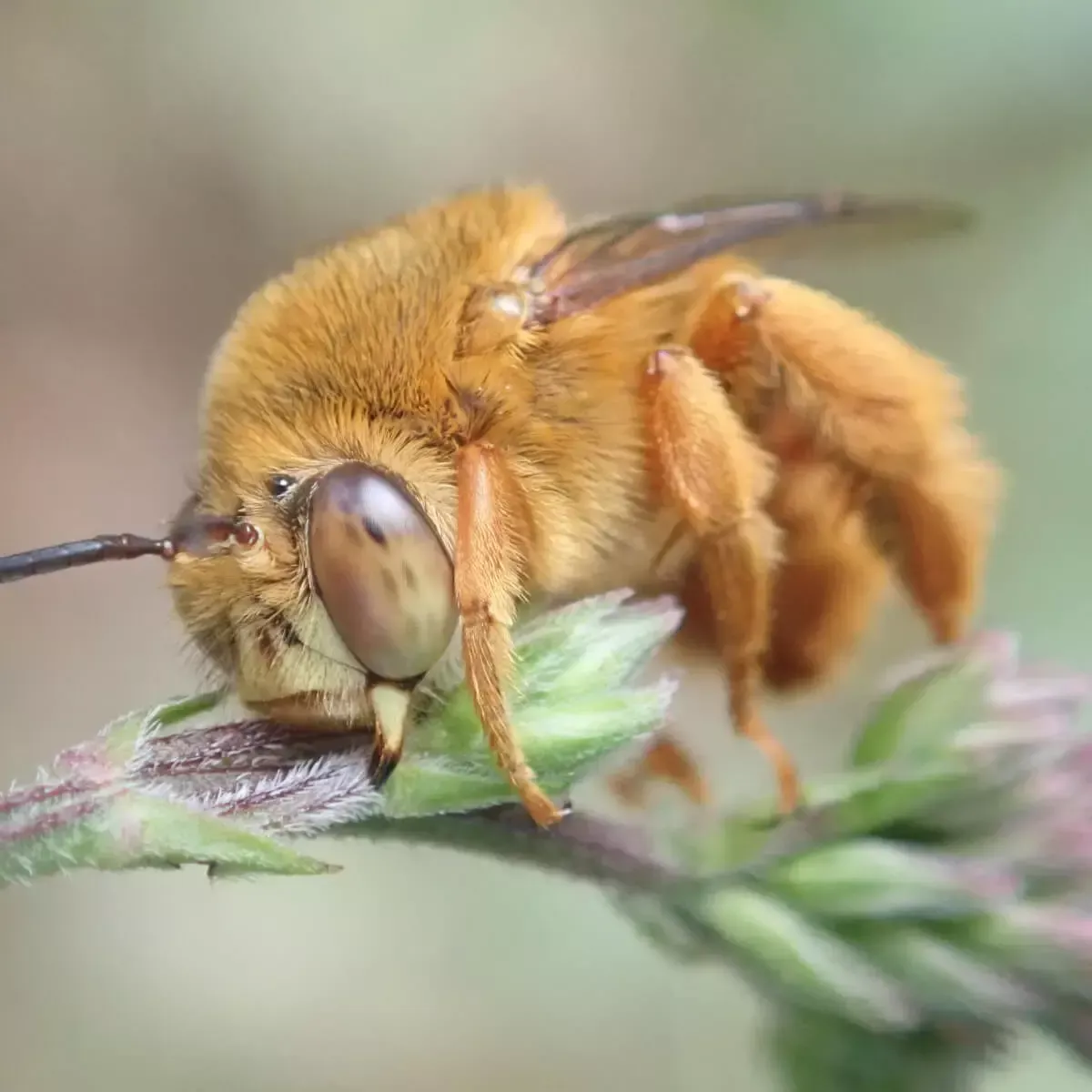 A fuzzy, golden-orange bee resting on a green plant stem, shown in a close-up profile view.