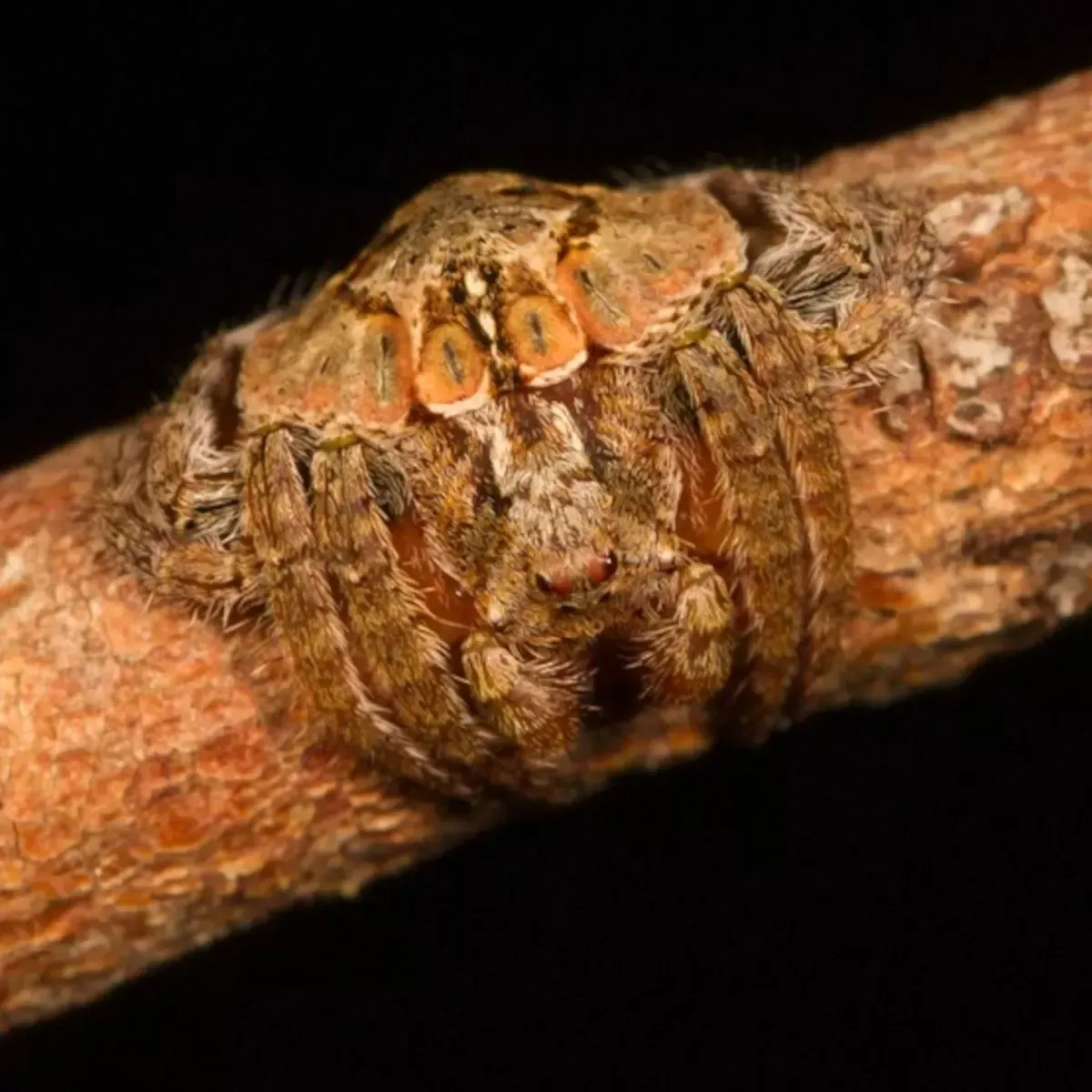 A camouflaged brown crab spider rests on a twig, its textured body blending perfectly with the bark.