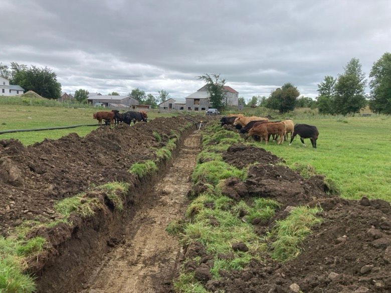 A herd of cows grazing in a field next to a dirt road.