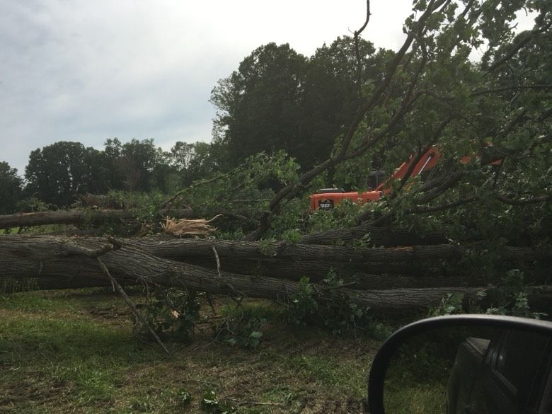 A large tree has fallen in the middle of a field