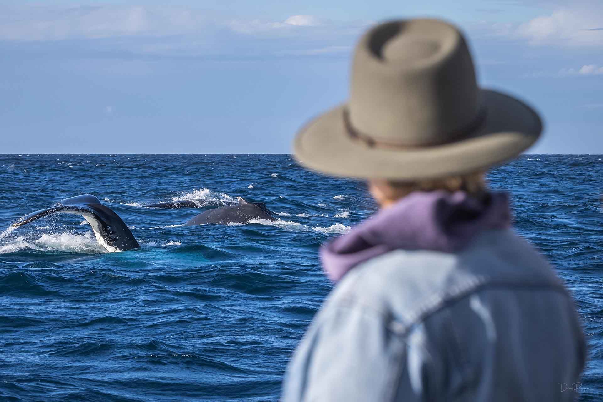 The Destination Agency, Sapphire Coast - Whale Trail - Tourism Marketing Project
