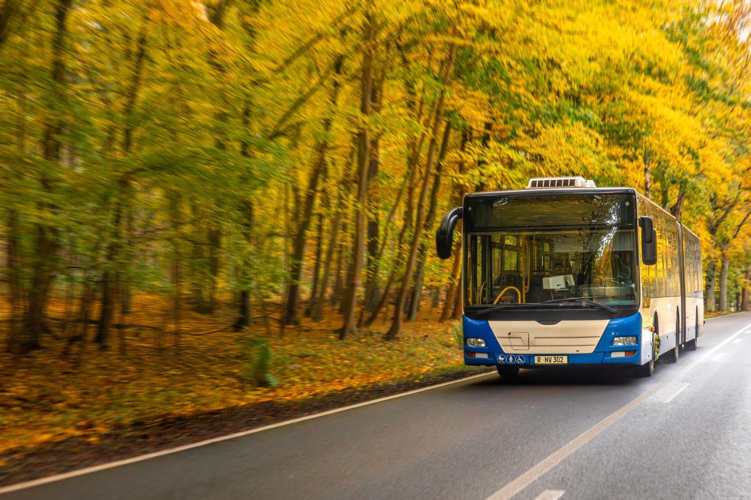 A blue and white bus driving down an asphalt road lined with vibrant autumn trees in full fall color.
