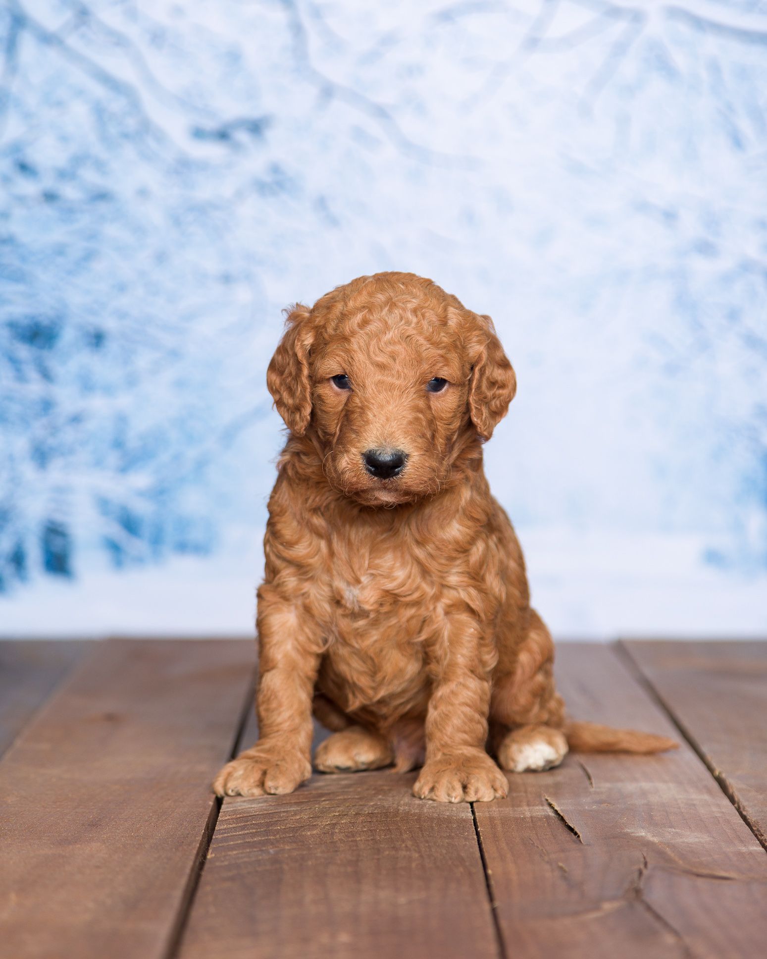 goldendoodle puppy in Indiana
