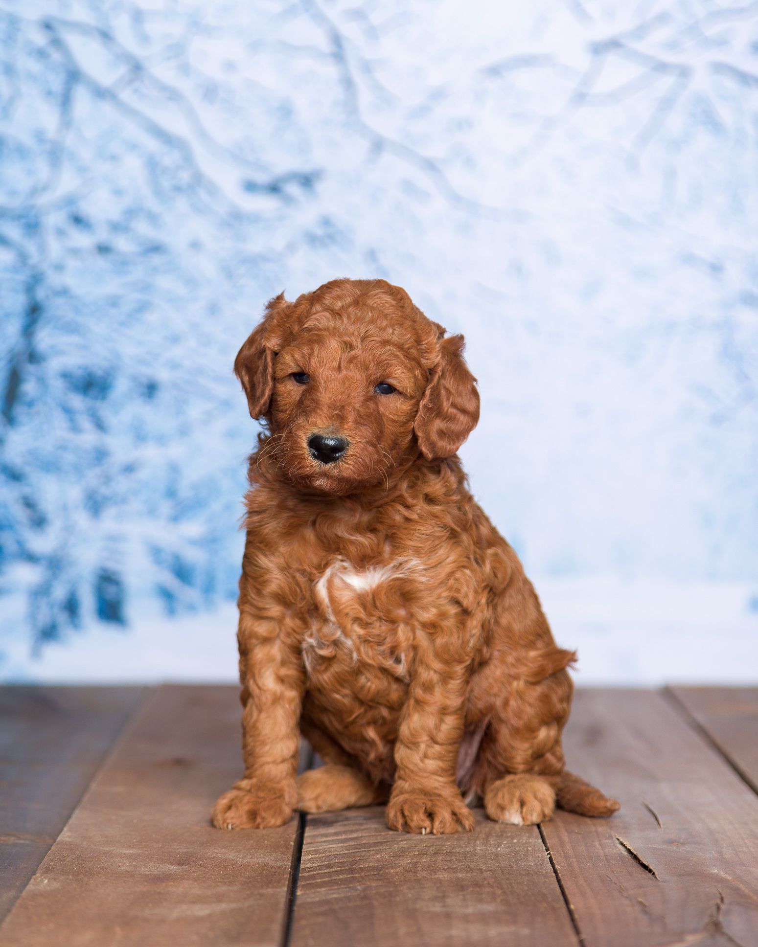 one week old Goldendoodle puppy