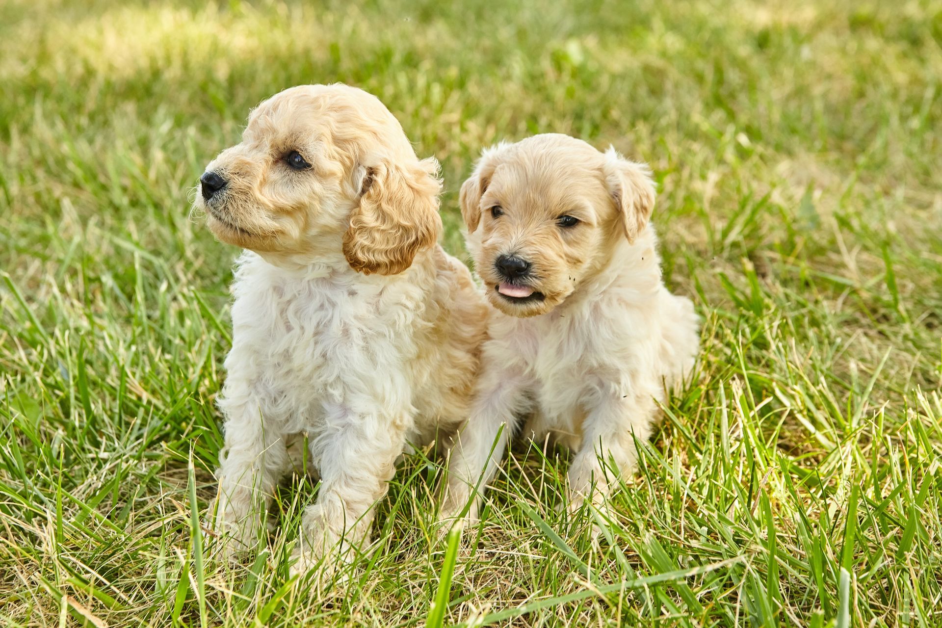two puppies are sitting in the grass together