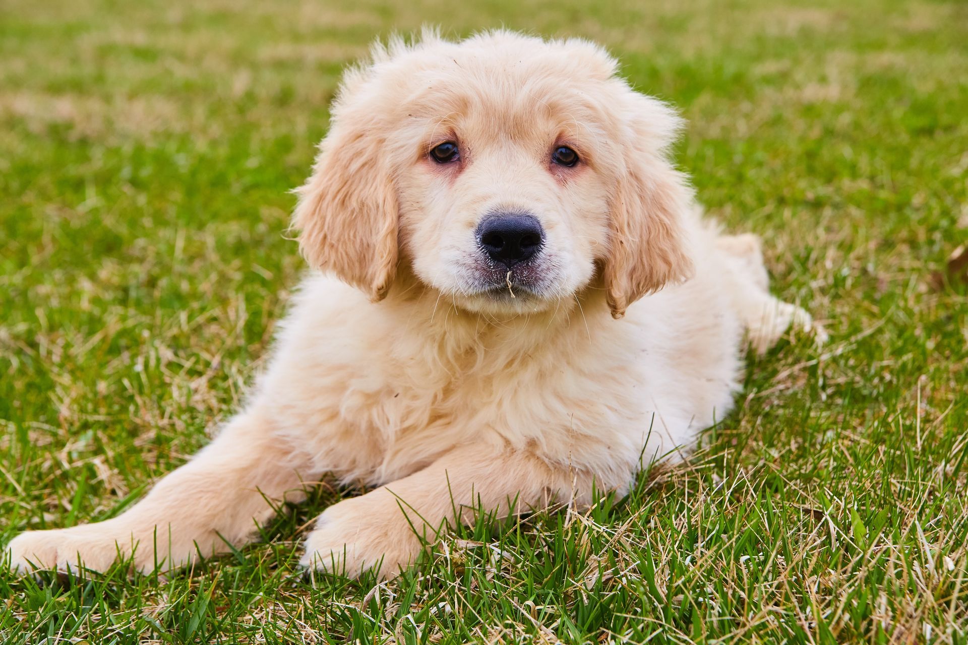 Indiana Goldendoodle puppy