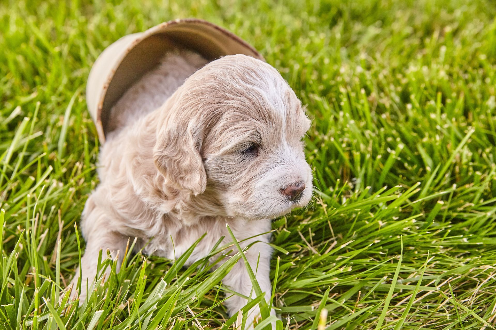 a young Goldendoodle puppy is sitting in the Michigan grass