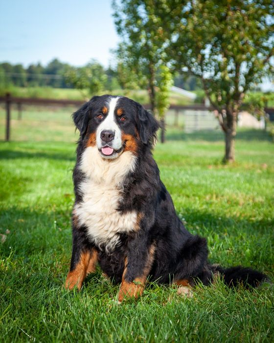 bernese mountain dog