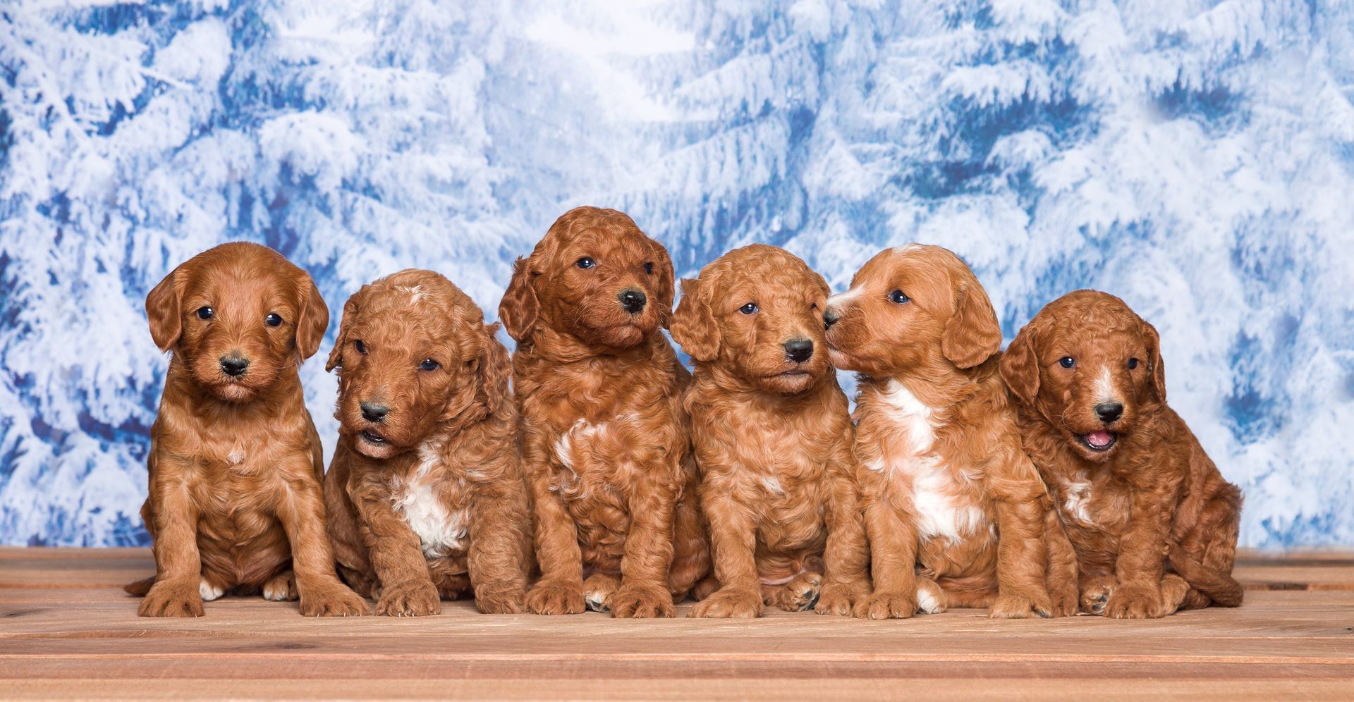 four Goldendoodle puppies in Michigan