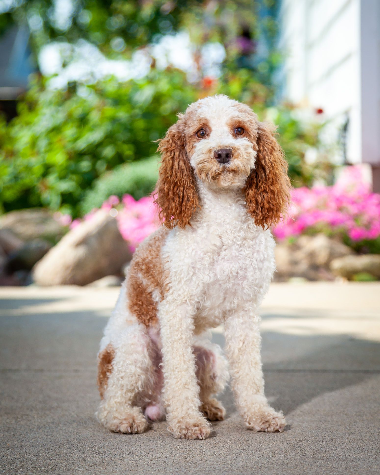 red and white poodle