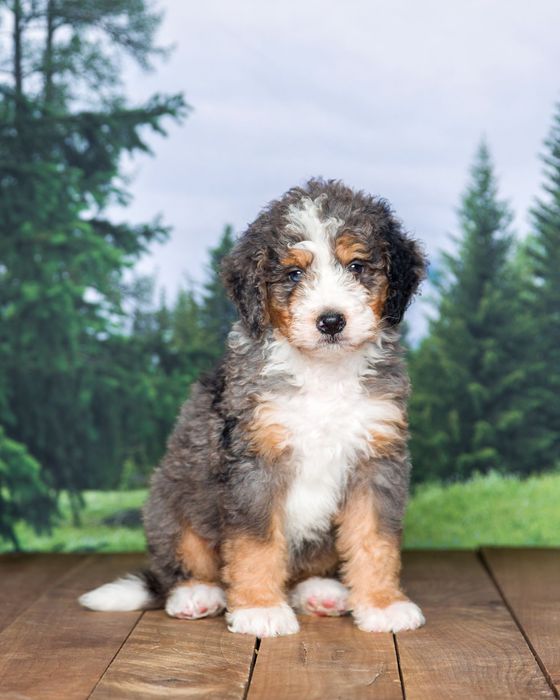 Bernedoodle sitting on a lush green field