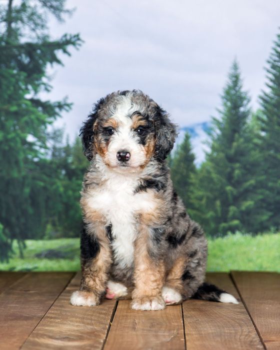 Indiana Bernedoodle puppy
