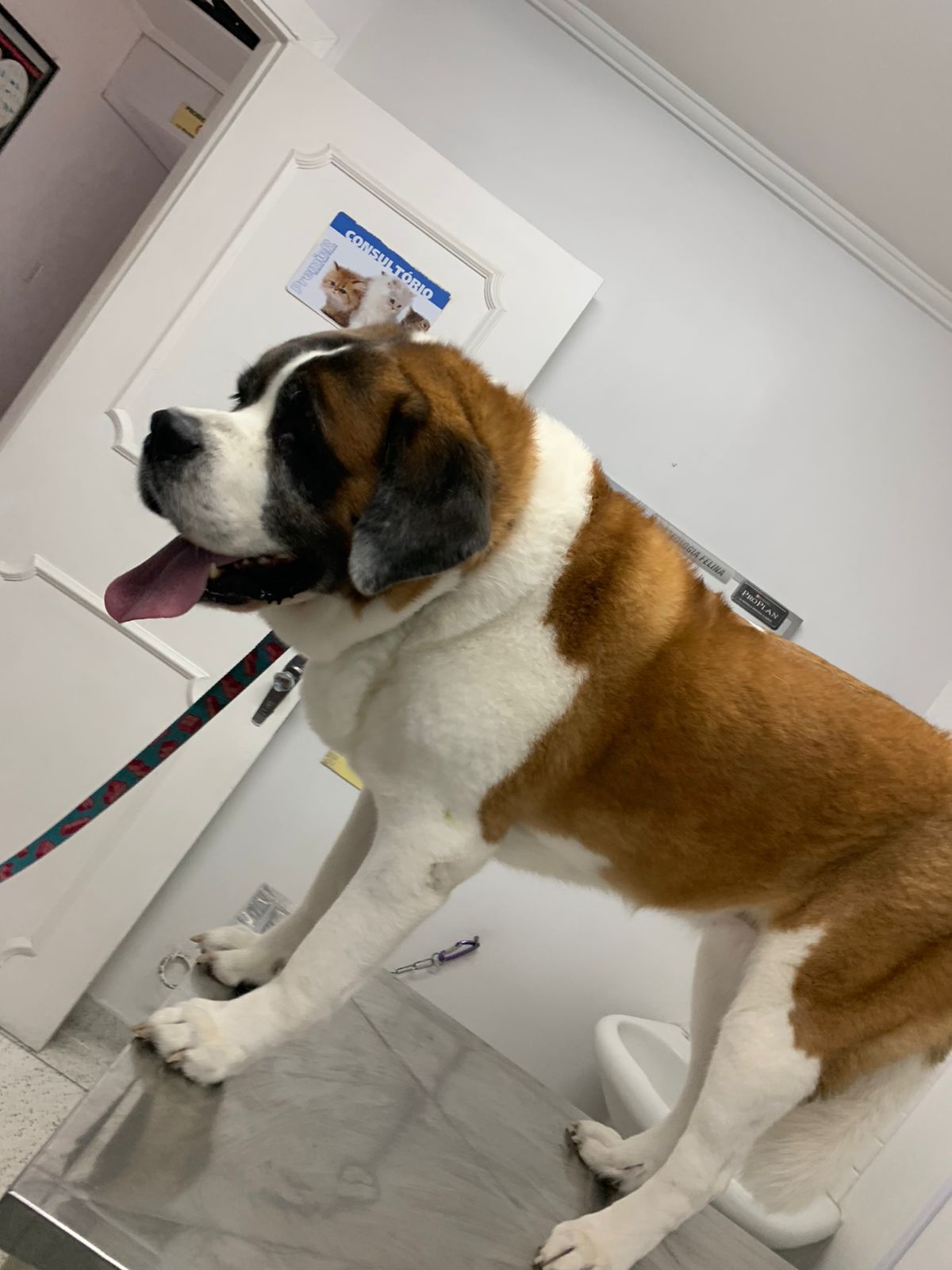 RMM - clínica veterinária