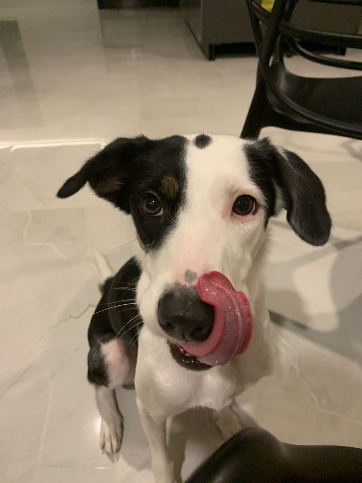 RMM - clínica veterinária