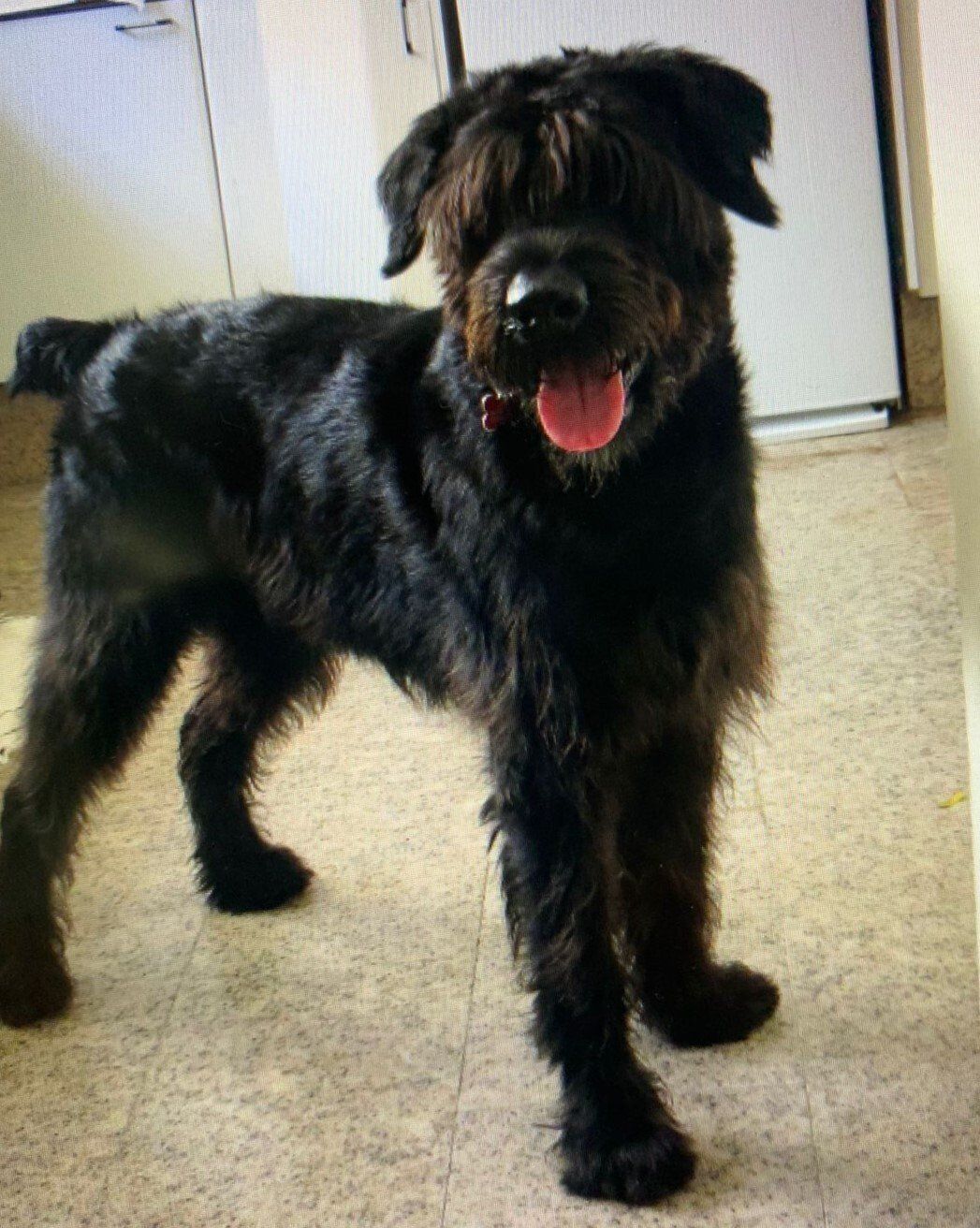 RMM - clínica veterinária