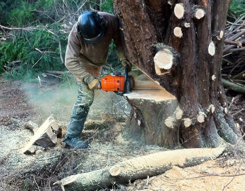 Tree surgeon