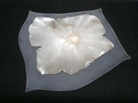 beeld schelp