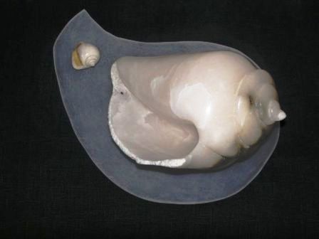 beeld schelp
