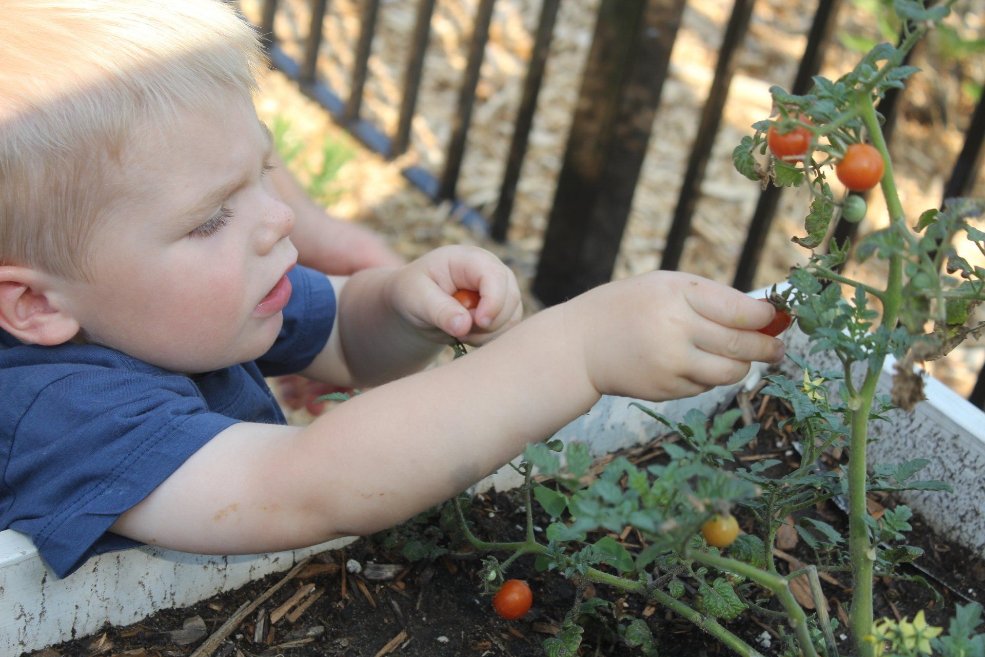 A young boy is picking tomatoes 