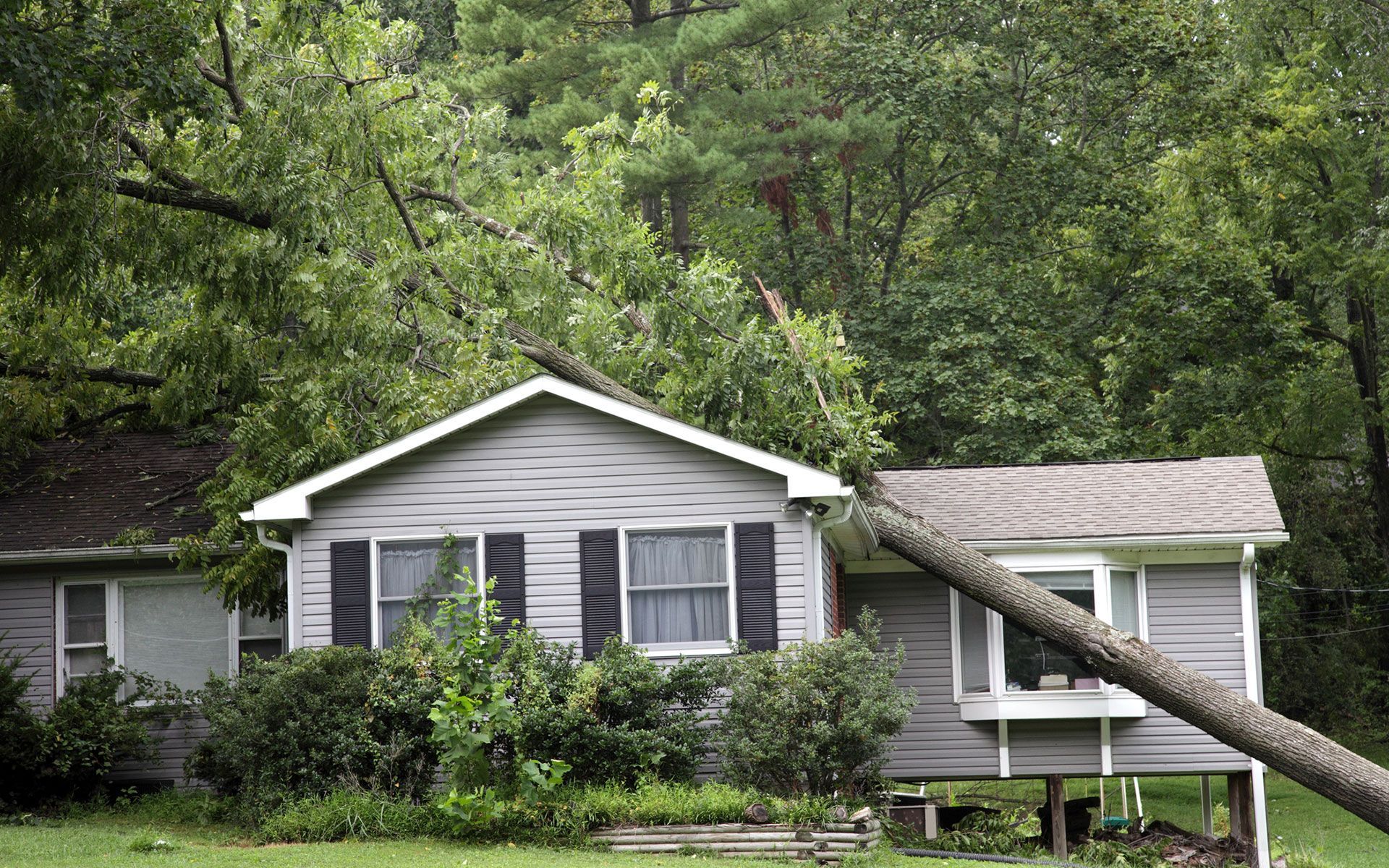 A tree has fallen on the roof of a house.