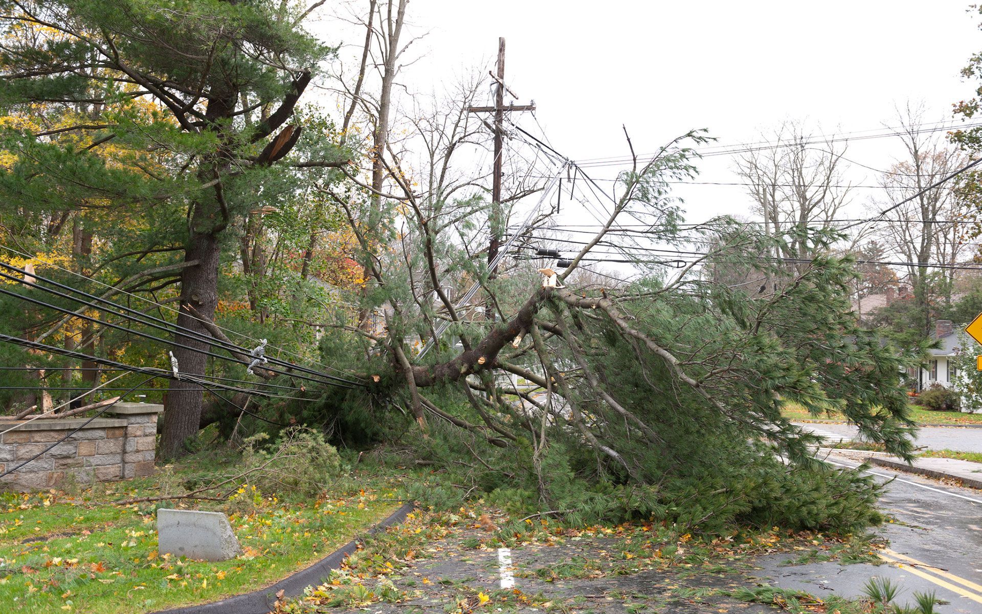 A tree that has fallen on the side of the road.