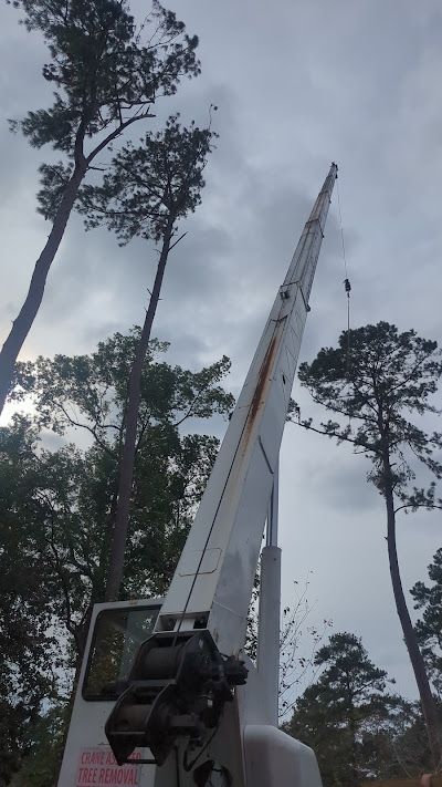 A crane is cutting a tree in the middle of a forest.