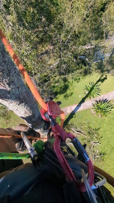 A person is climbing a tree with a carabiner attached to it.