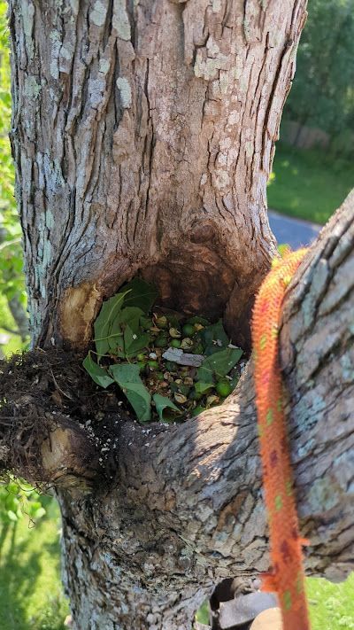 A bird is sitting in a hole in a tree.