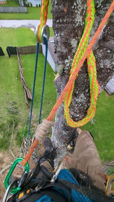 A person is climbing a tree with a rope attached to it.