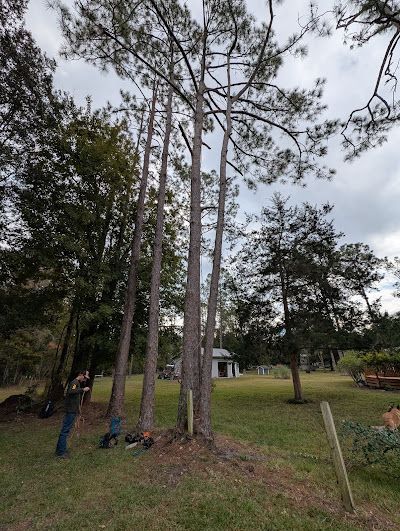 A group of pine trees standing next to each other in a grassy field.