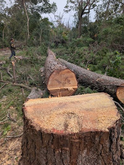 A stump of a pine tree in the middle of a forest.