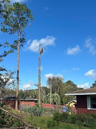 A man is climbing a tree in front of a house.