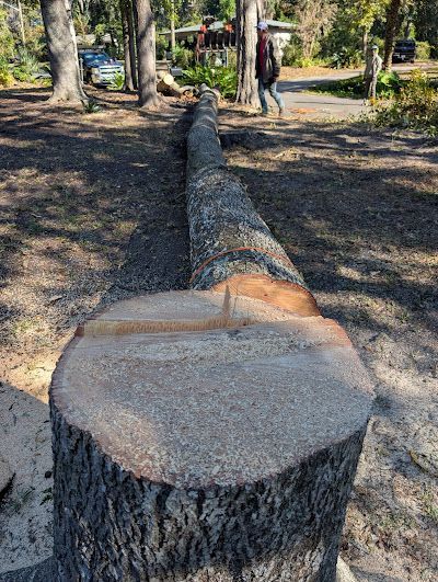 A tree stump is sitting in the middle of a forest.