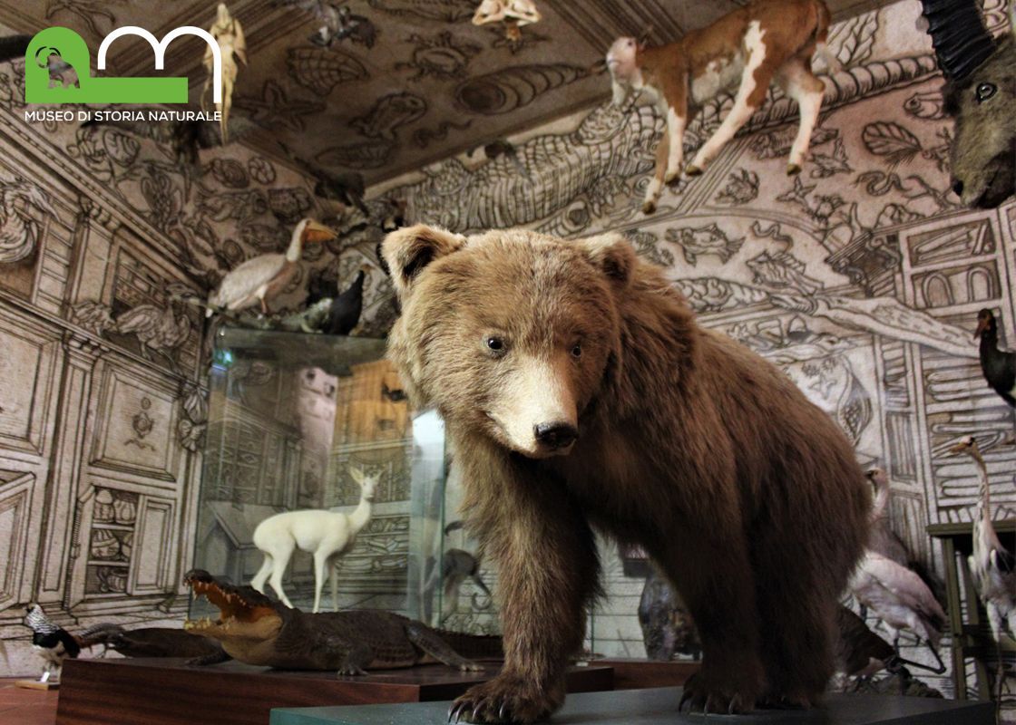 PEBA Museo di storia naturale - Pordenone