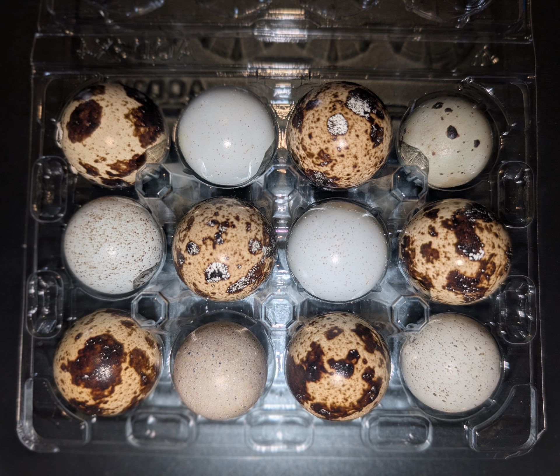 Quail Eggs [Brown + Blue]