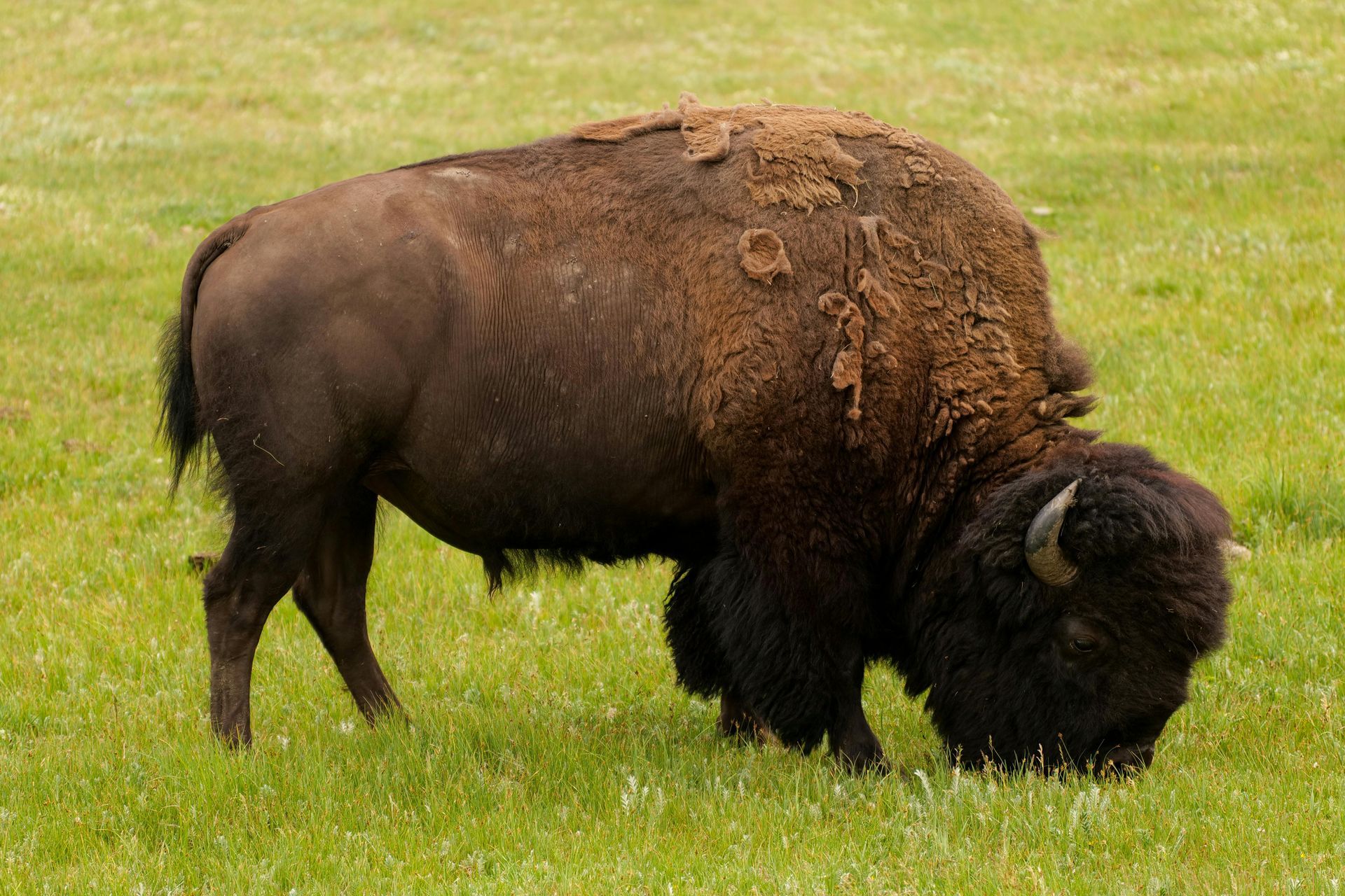 Native North American Bison