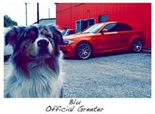 A dog is standing in front of a red car.