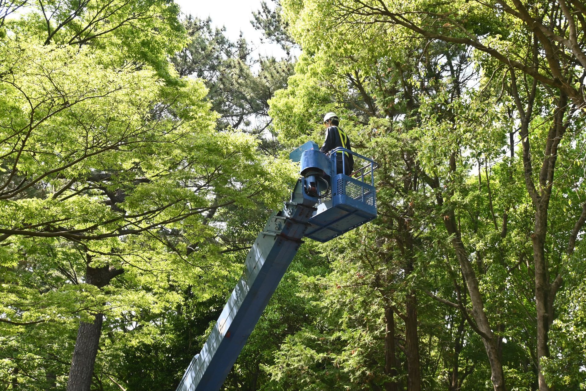 Worker in a blue lift trimming tree branches in a leafy park.