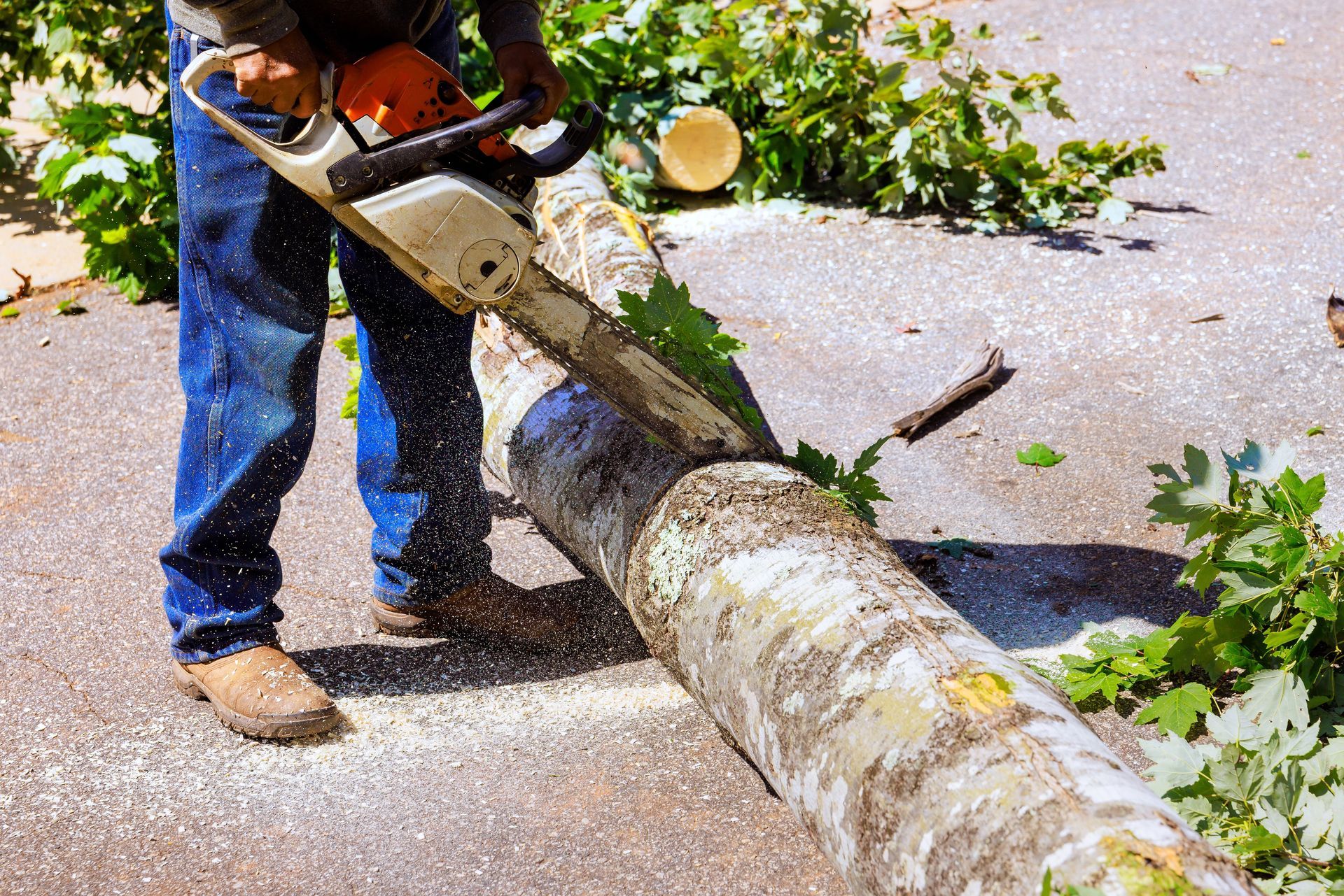 Person using a chainsaw to cut a fallen tree trunk on pavement, with branches nearby