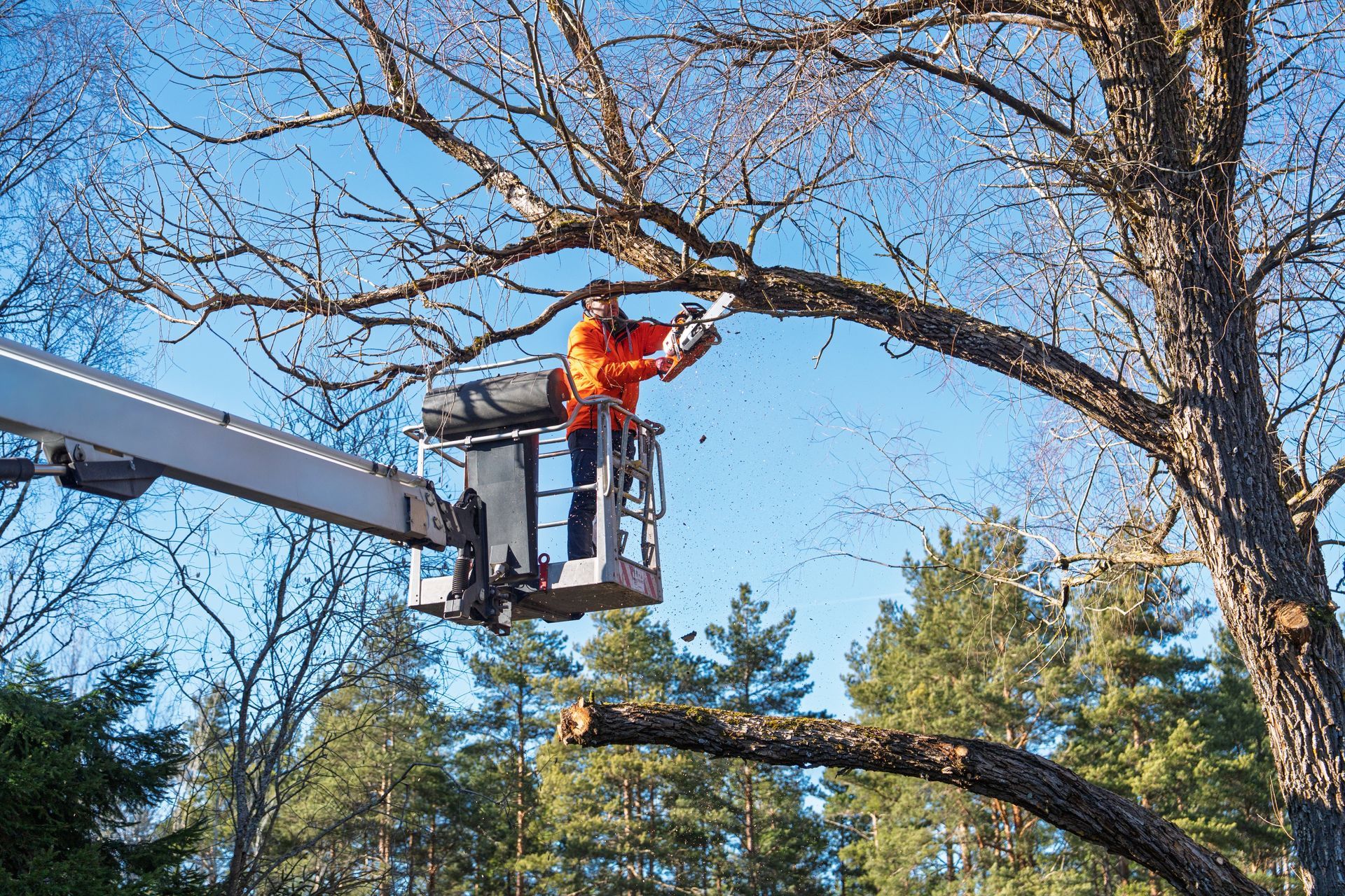 Worker in orange safety gear trimming a large tree from a bucket lift