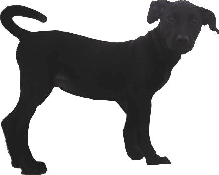 Black Labrador — Pupstars Daycare And Grooming in Portsmith, QLD