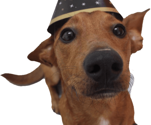 Dog Wearing Party Hat — Pupstars Daycare And Grooming in Portsmith, QLD