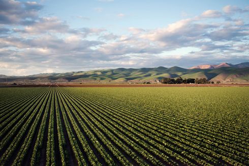 A field of green plants with mountains in the background