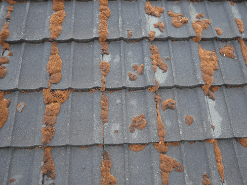 roofing with moss in Wellington
