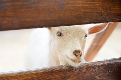 Goats Inside a Fence — Greenville, SC — Pioneer Fence in Greenville