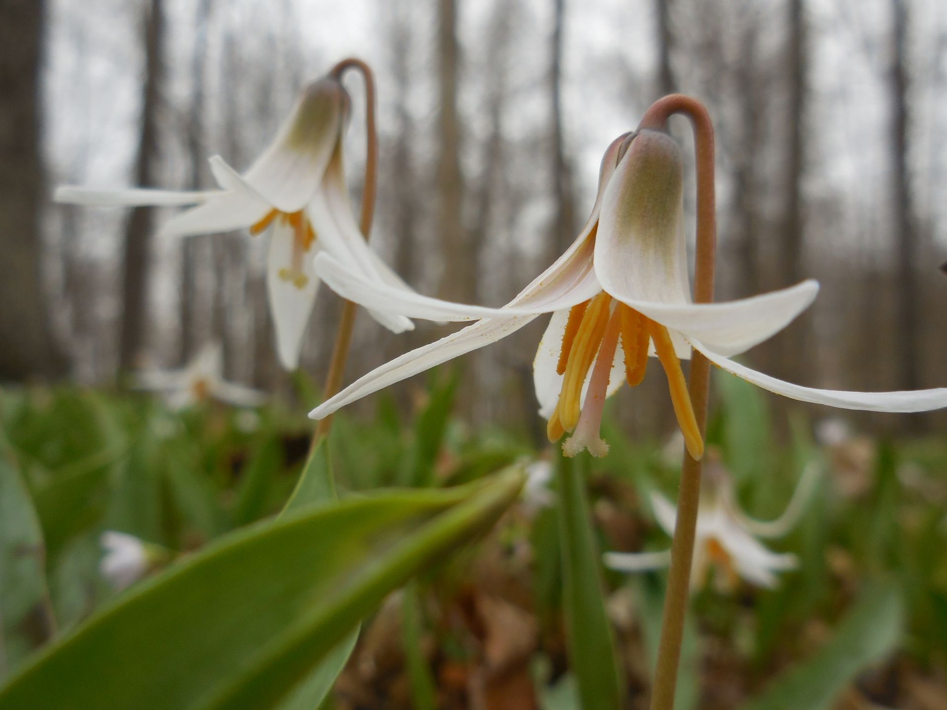Self-guided Spring Wildflower Hike ~ Apr. 28 - May 12