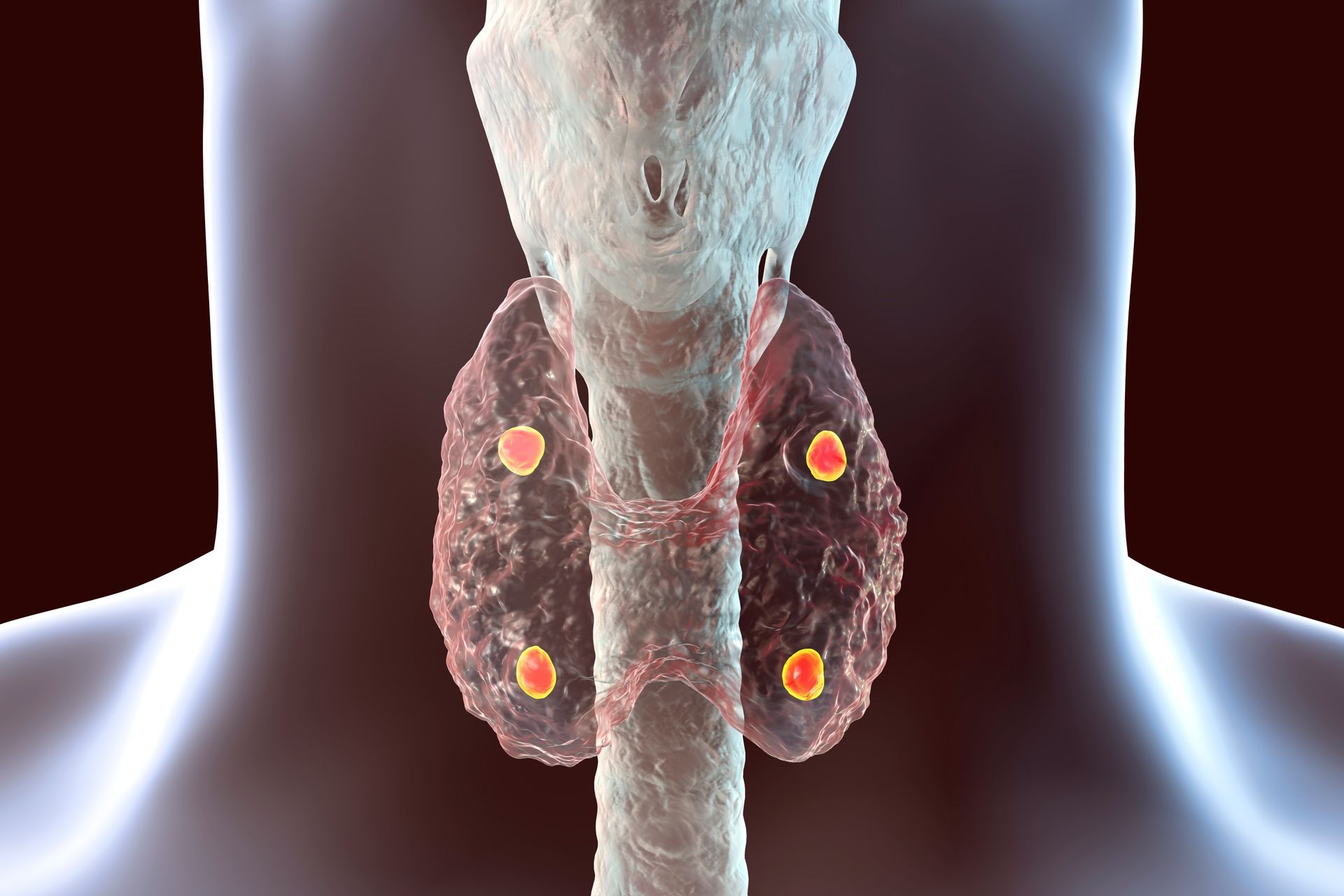 A computer generated image of a person 's thyroid gland.