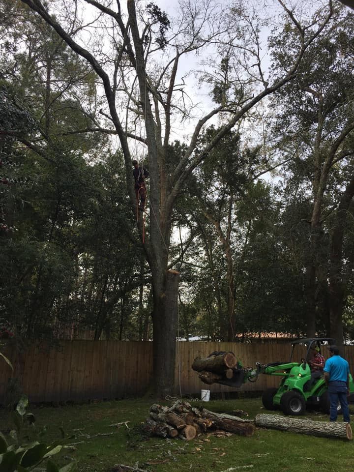 Tree Services