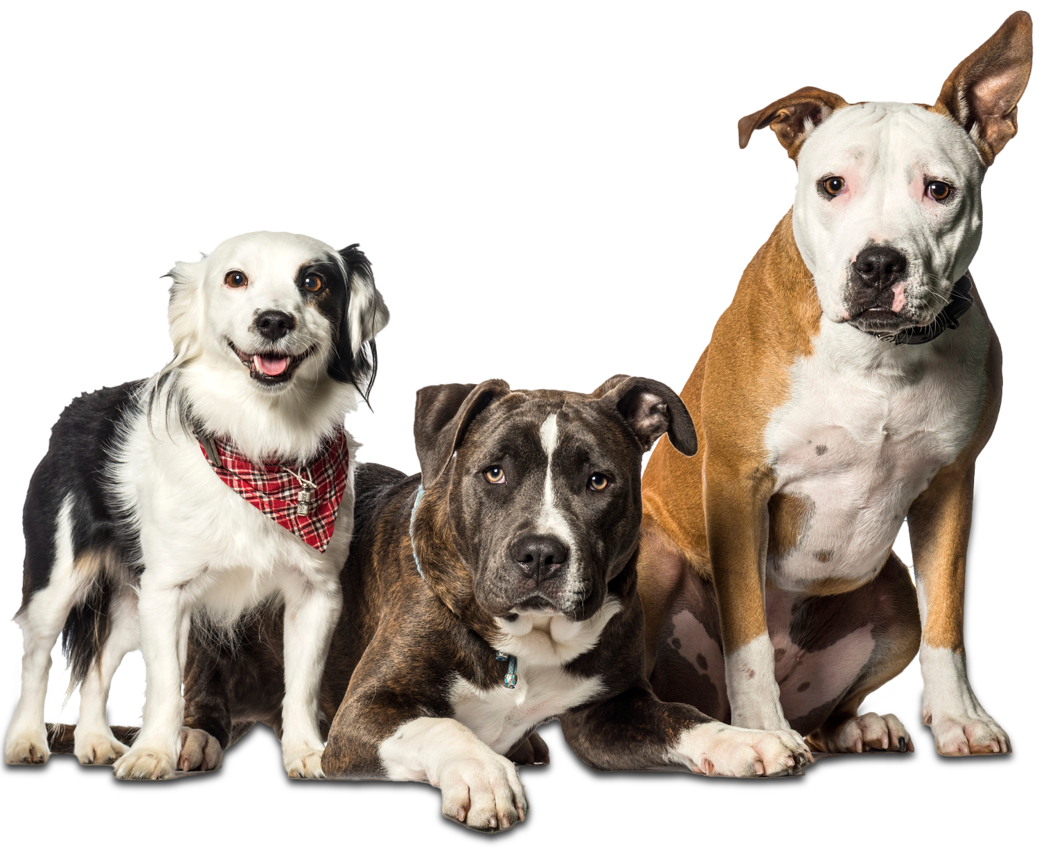 Three Dogs with Different Breeds - Riverview, MI - Riverview Animal Hospital
