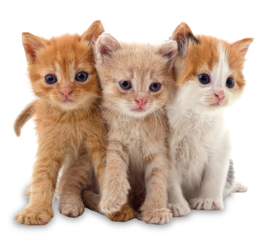 Three Orange Kittens - Riverview, MI - Riverview Animal Hospital